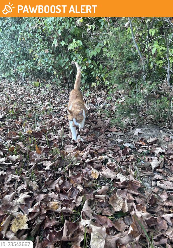 Found/Stray Male Cat last seen State Rt 132/131, Stonelick Township, OH 45150
