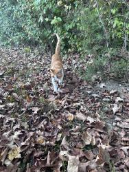 Found/Stray Male Cat last seen State Rt 132/131, Stonelick Township, OH 45150