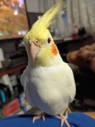 Lost Female Bird last seen Pico Vista, Pico Rivera, CA 90660