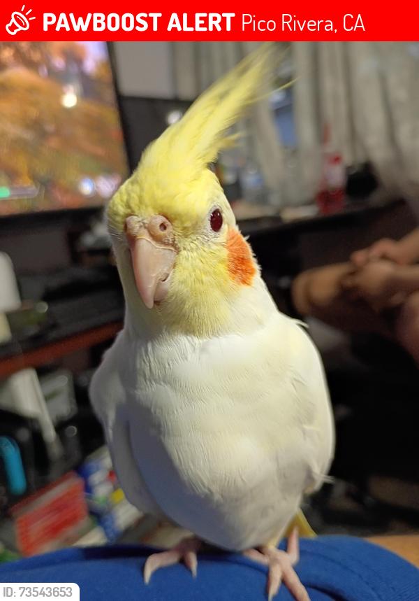 Lost Female Bird last seen Pico Vista, Pico Rivera, CA 90660