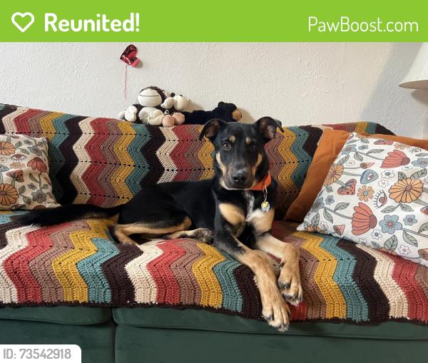 Reunited Male Dog last seen Delaware and Horseshoe, Florissant, MO 63033