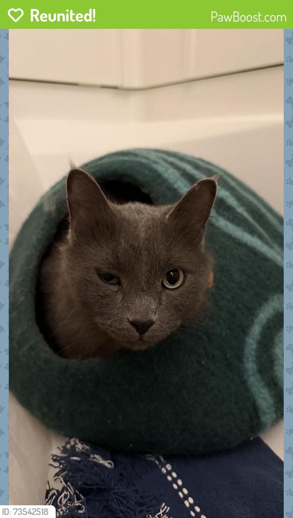 Reunited Male Cat last seen Matilda St & Cook Ave W St Paul, Minneapolis, MN 55408