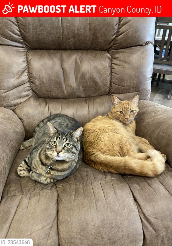 Lost Male Cat last seen Karcher and Indiana, Cirrus Point subdivision, Canyon County, ID 83607