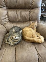 Lost Male Cat last seen Karcher and Indiana, Cirrus Point subdivision, Canyon County, ID 83607