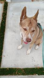 Found/Stray Male Dog last seen Tyrone and milbank, Los Angeles, CA 91423