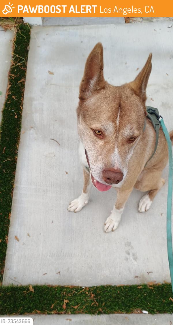 Found/Stray Male Dog last seen Tyrone and milbank, Los Angeles, CA 91423