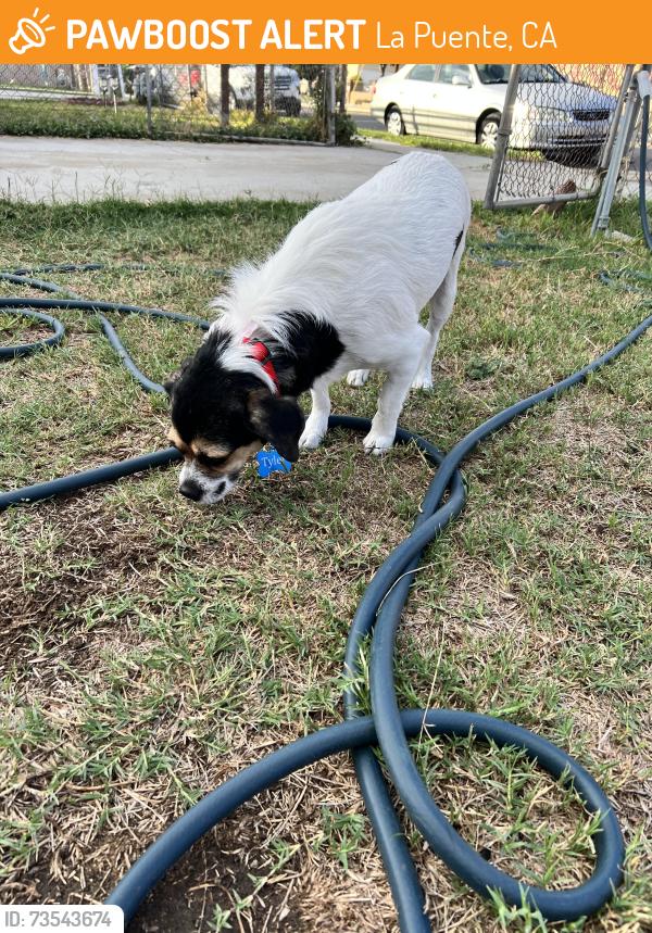 Found/Stray Male Dog last seen Central ave and common, La Puente, CA 91744