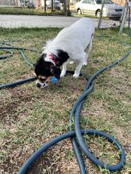 Found/Stray Male Dog last seen Central ave and common, La Puente, CA 91744