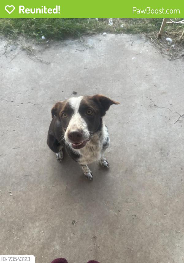 Reunited Female Dog last seen 82nd St & Fremont Ave, Lubbock, TX 79423, USA, Lubbock, TX 79423