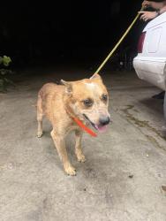 Reunited Male Dog last seen 101st and county Lynn, Broken Arrow, OK 74014