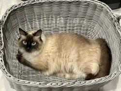 Lost Male Cat last seen Pitchkettle, Pruden, Joshua Lane, Suffolk, VA 23434