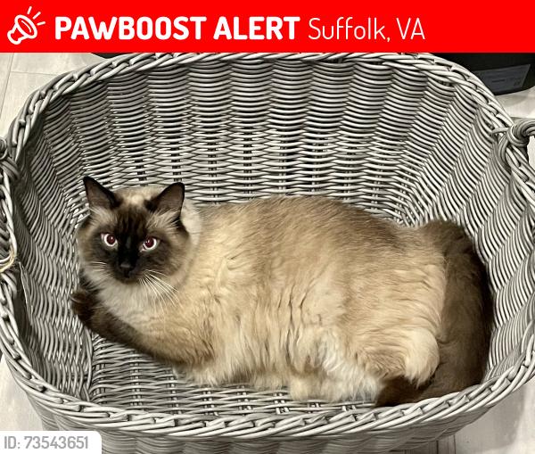 Lost Male Cat last seen Pitchkettle, Pruden, Joshua Lane, Suffolk, VA 23434
