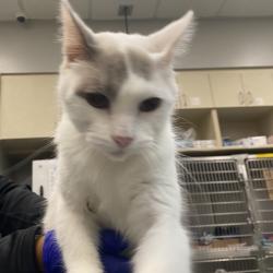 Shelter Stray Unknown Cat last seen , 6621 Westminster Ave, Garden Grove, CA 92844, USA