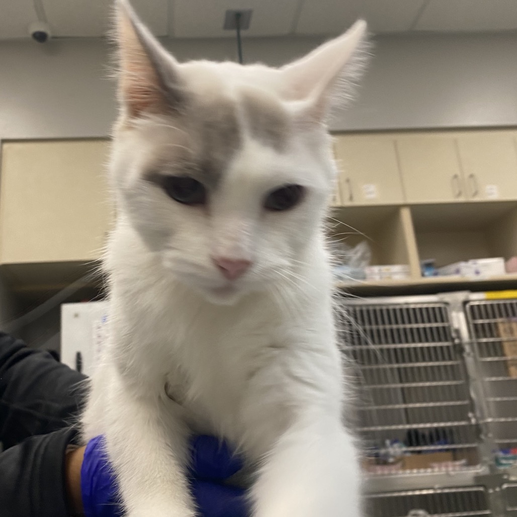 Shelter Stray Unknown Cat last seen , 6621 Westminster Ave, Garden Grove, CA 92844, USA