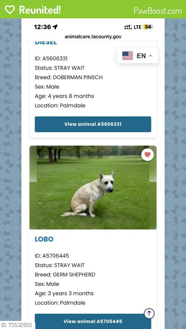 Reunited Male Dog last seen Near E Palmdale Blvd, Palmdale, CA 93550, USA, Palmdale, CA 93550