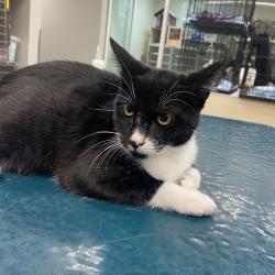 Shelter Stray Unknown Cat last seen , 6621 Westminster Ave, Garden Grove, CA 92844, USA