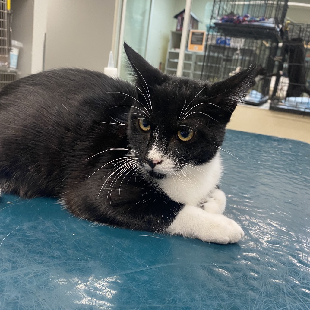 Shelter Stray Unknown Cat last seen , 6621 Westminster Ave, Garden Grove, CA 92844, USA