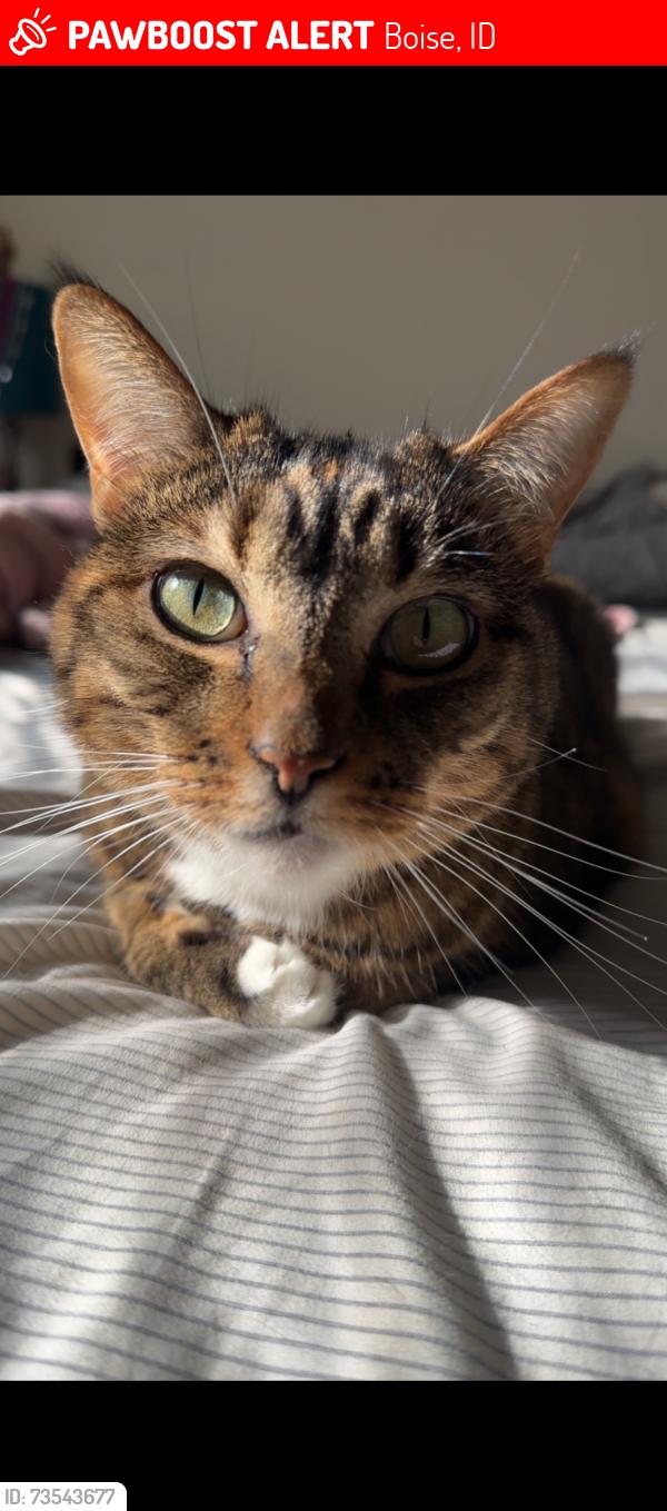 Lost Female Cat last seen Sunflower, Maple Grove, Mitchell, Boise, ID 83704