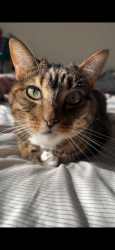 Lost Female Cat last seen Sunflower, Maple Grove, Mitchell, Boise, ID 83704