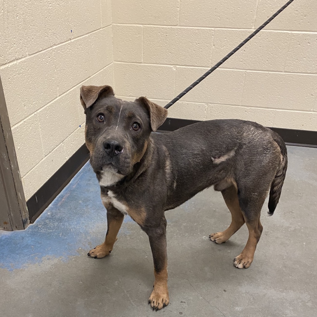 Shelter Stray Male Dog last seen , 2350 Appling City Cove, Memphis, TN 38133, USA