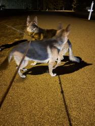 Reunited Male Dog last seen Near Bunn Lake, Highway 39 and Hagwood Road, Zebulon, NC 27597