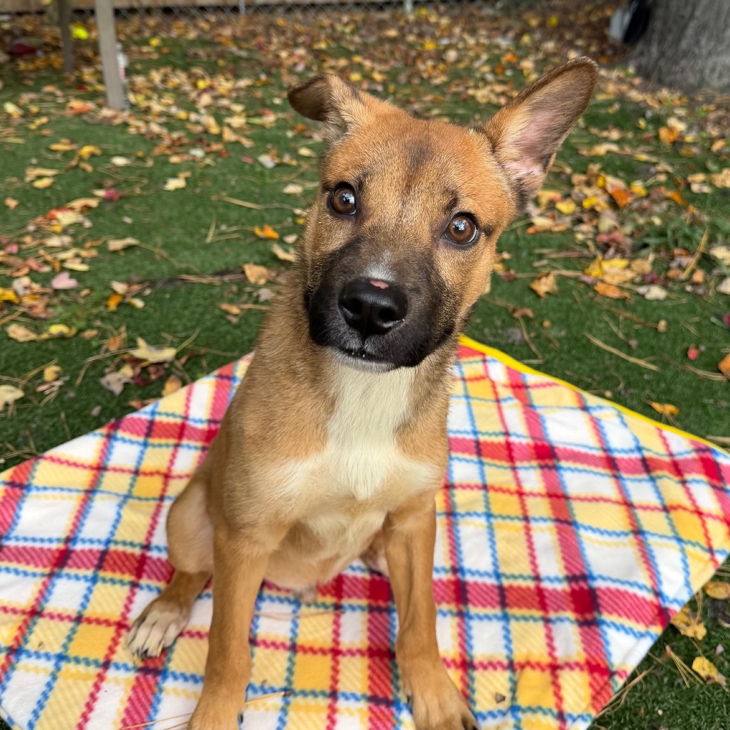 Shelter Stray Male Dog last seen , 2960 Shafto Rd, Tinton Falls, NJ 07753, USA