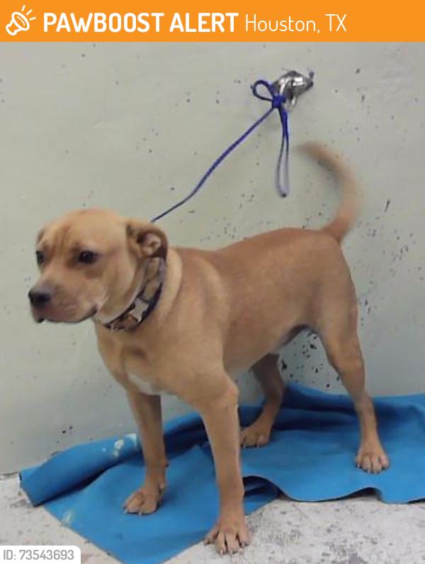 Found/Stray Male Dog last seen Meandering Elm 77045, Houston, TX 77045
