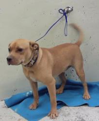 Found/Stray Male Dog last seen Meandering Elm 77045, Houston, TX 77045