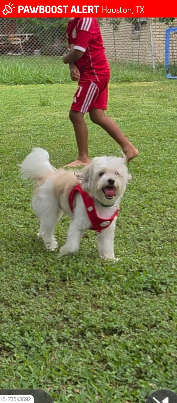 Lost Male Dog last seen beltway 288, Houston, TX 77048