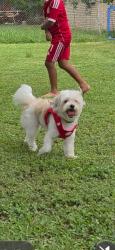 Lost Male Dog last seen beltway 288, Houston, TX 77048