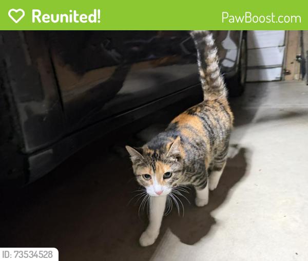 Reunited Unknown Cat last seen Near Schmalz Landscaping, Hopfensperger Rd, WI 54915