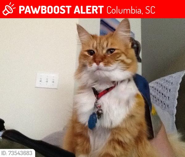 Lost Female Cat last seen Basset Loop, Layton Way, Lake Carolina Dr, Columbia, SC 29229