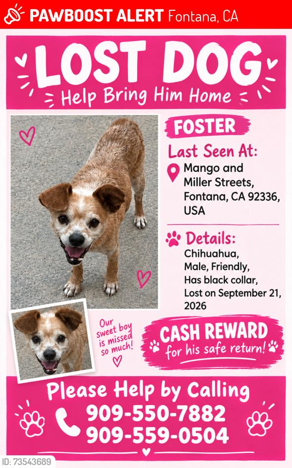 Lost Male Dog last seen Miller and Mango Fontana CA, Fontana, CA 92336