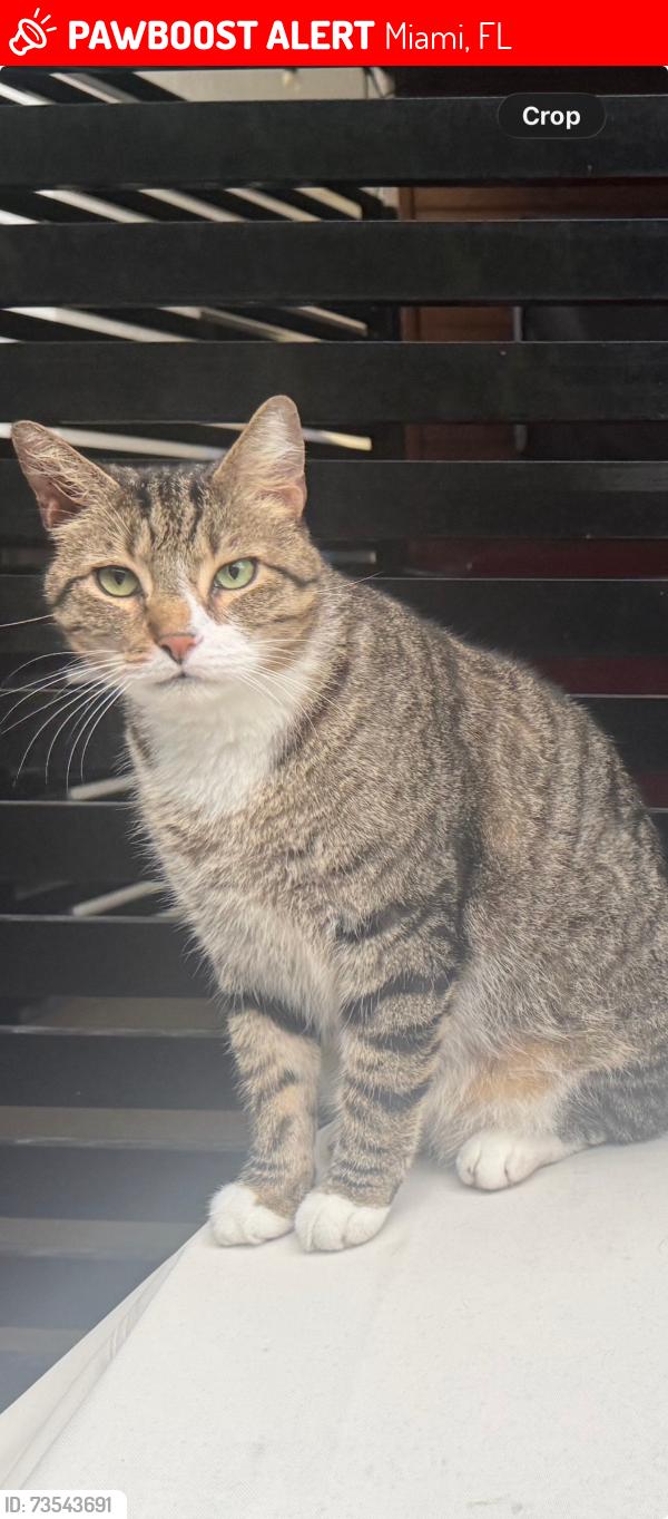 Lost Male Cat last seen Near terr and 162nd avenue, Miami, FL 33186