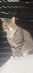 Lost Male Cat last seen Near terr and 162nd avenue, Miami, FL 33186