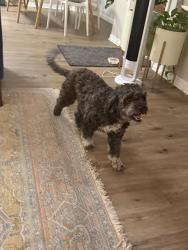 Lost Female Dog last seen Lindsay and University, Mesa, AZ 85213