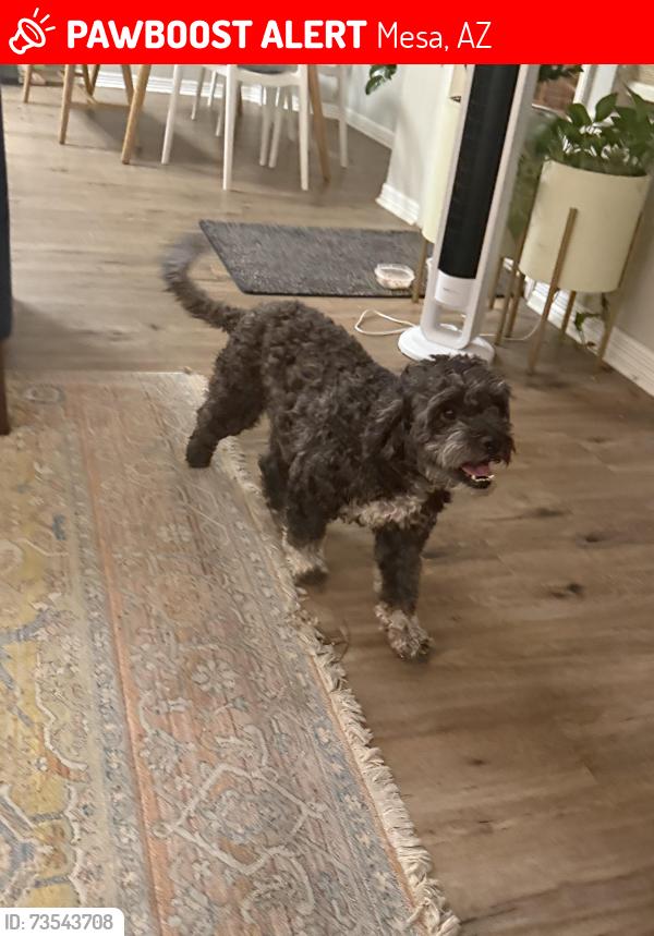 Lost Female Dog last seen Lindsay and University, Mesa, AZ 85213