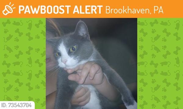 Found/Stray Female Cat last seen Tobby Farms, Brookhaven, PA 19015