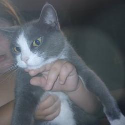 Found/Stray Female Cat last seen Tobby Farms, Brookhaven, PA 19015