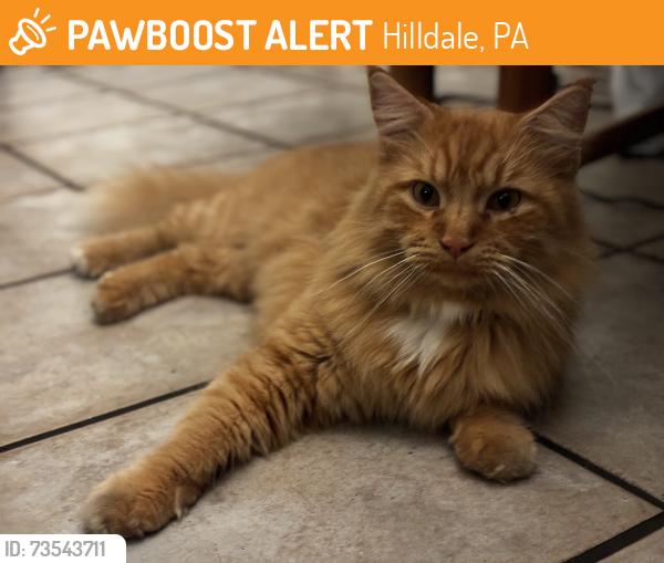 Found/Stray Unknown Cat last seen St Clair and Grist, Hilldale, PA 18705