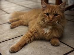 Found/Stray Unknown Cat last seen St Clair and Grist, Hilldale, PA 18705