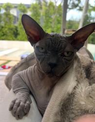Reunited Male Cat last seen La Jolla blvd, San Diego, CA 92037