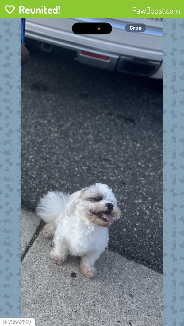 Reunited Male Dog last seen Master street, Camden, NJ 08104