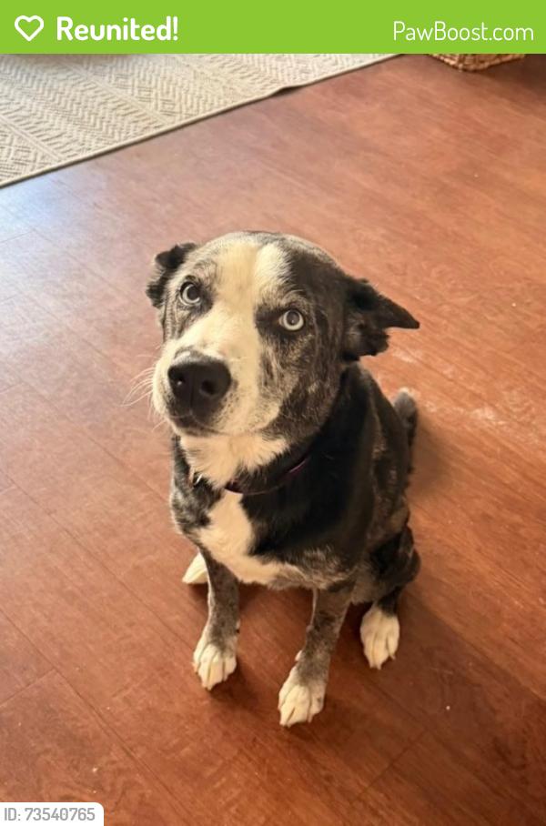 Reunited Female Dog last seen Near oak place houston tx 77006, Houston, TX 77006