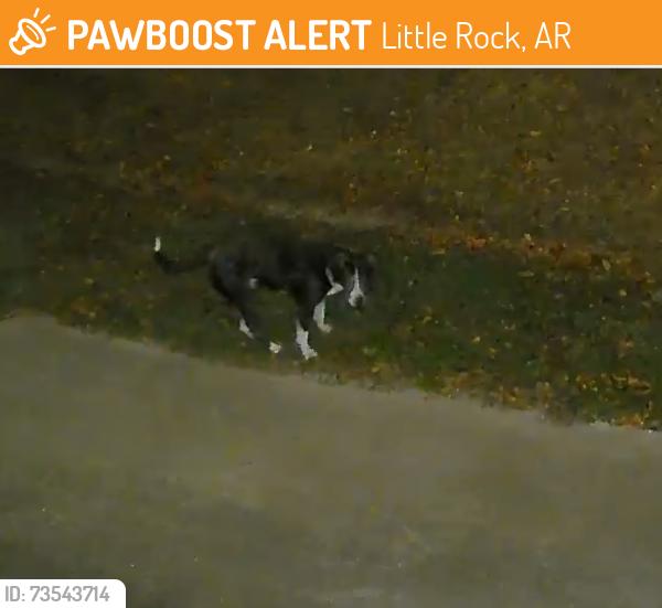 Found/Stray Unknown Dog last seen Jones Loop Rd, Little Rock, AR 72223