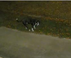 Found/Stray Unknown Dog last seen Jones Loop Rd, Little Rock, AR 72223