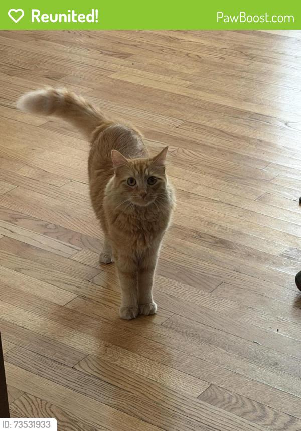 Reunited Male Cat last seen N Milwaukee ave and Paulina st, Chicago, IL 60622