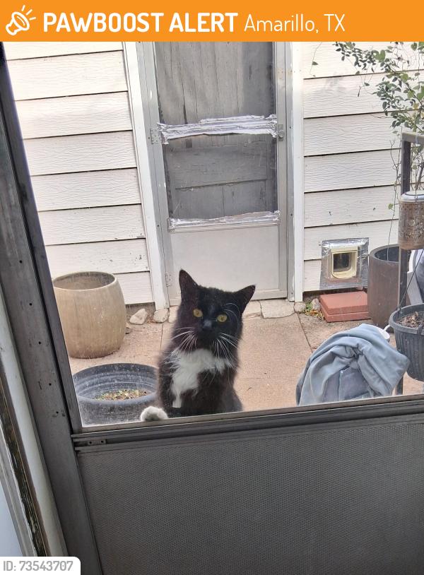 Found/Stray Unknown Cat last seen Mustang and Cimarron, Amarillo, TX 79102