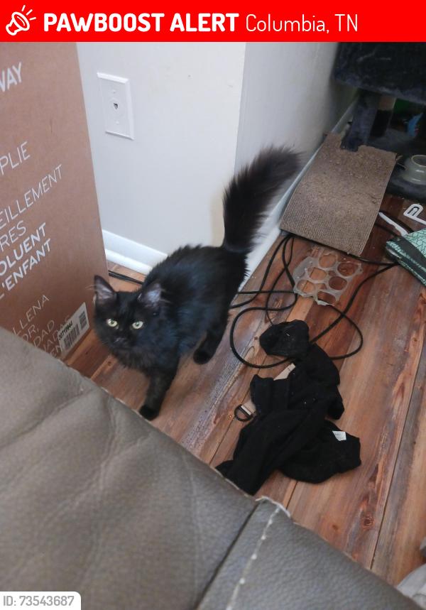 Lost Female Cat last seen Caldwell dr, the Cosgrove townhouse, Columbia, TN 38401