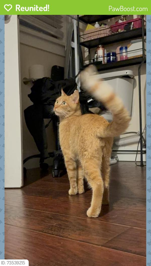Reunited Female Cat last seen Bradford st 91767, Pomona, CA 91767